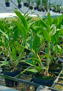 Dendro nắng Urawan, giao cây tơ mập, sắp hoa