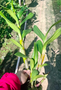 Dendro nắng Urawan, giao cây tơ mập, sắp hoa