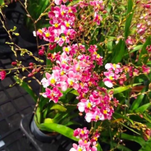 Lan vũ nữ ngọc nữ cây trưởng thành cho hoa màu hồng tím