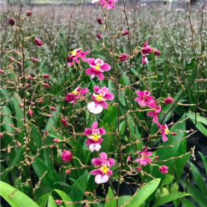 Lan vũ nữ ngọc nữ cây trưởng thành cho hoa màu hồng tím