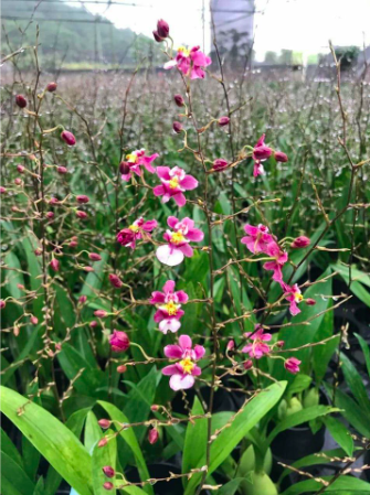 Lan vũ nữ ngọc nữ cây trưởng thành cho hoa màu hồng tím