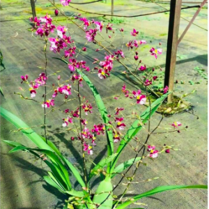 Lan vũ nữ ngọc nữ cây trưởng thành cho hoa màu hồng tím