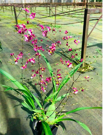 Lan vũ nữ ngọc nữ cây trưởng thành cho hoa màu hồng tím