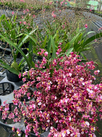 Lan vũ nữ ngọc nữ cây trưởng thành cho hoa màu hồng tím