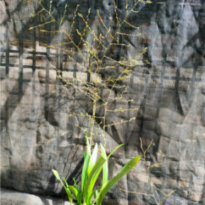 Lan vũ nữ ngọc nữ cây trưởng thành cho hoa màu hồng tím