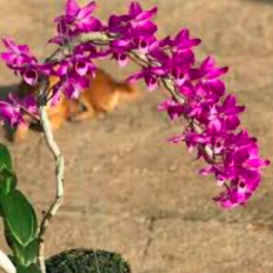 Cây Trầm tím lá biên/ lan phát tài, giao cây cao 20-30cm