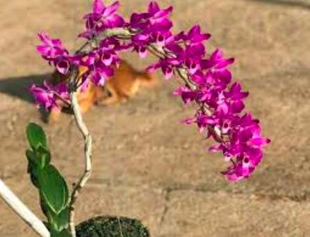 Cây Trầm tím lá biên/ lan phát tài, giao cây cao 20-30cm