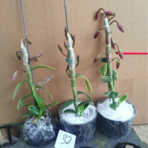 Cây Trầm tím lá biên/ lan phát tài, giao cây cao 20-30cm