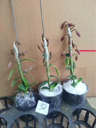 Cây Trầm tím lá biên/ lan phát tài, giao cây cao 20-30cm