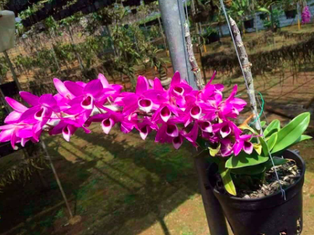 Cây Trầm tím lá biên/ lan phát tài, giao cây cao 20-30cm