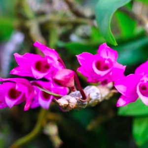 Cây Trầm tím lá biên/ lan phát tài, giao cây cao 20-30cm