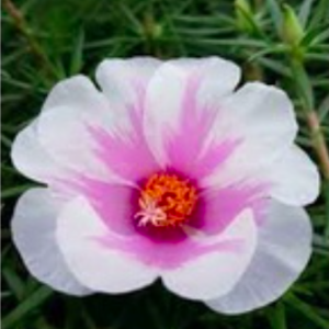 Cây Mười giờ Mỹ (10h Mỹ) cánh đơn