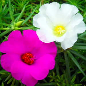 Cây Mười giờ Mỹ (10h Mỹ) cánh đơn