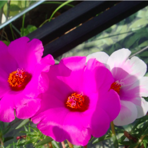 Cây Mười giờ Mỹ (10h Mỹ) cánh đơn