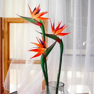 Cây thiên điểu trồng chậu C9 - Strelitzia reginae