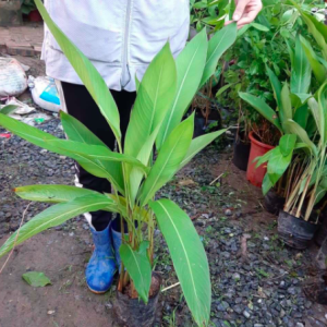 Cây thiên điểu trồng chậu C9 - Strelitzia reginae
