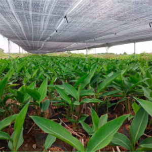 Cây thiên điểu trồng chậu C9 - Strelitzia reginae