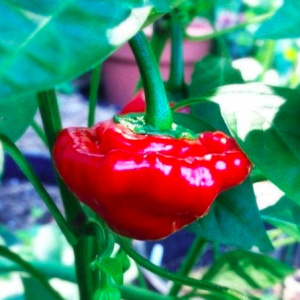 Gói 10 hạt giống ớt Jamaica đỏ