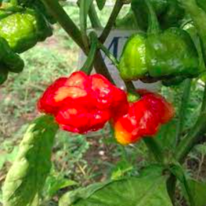 Gói 10 hạt giống ớt Jamaica đỏ