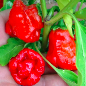 Gói 10 hạt giống ớt Jamaica đỏ