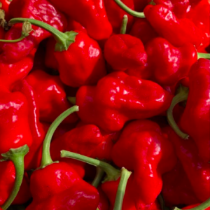 Gói 10 hạt giống ớt Jamaica đỏ