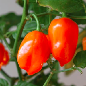 Gói 5 HẠT ỚT HABANERO CAM (QUẢ TO) - TỶ LỆ NẢY MẦM CAO