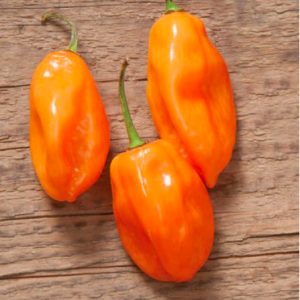 Gói 5 HẠT ỚT HABANERO CAM (QUẢ TO) - TỶ LỆ NẢY MẦM CAO