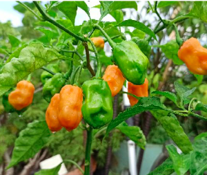 Gói 5 HẠT ỚT HABANERO CAM (QUẢ TO) - TỶ LỆ NẢY MẦM CAO