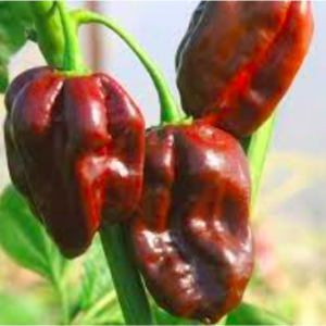 Gói 5 hạt giống ớt Habanero socola