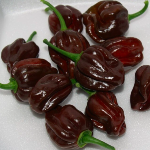 Gói 5 hạt giống ớt Habanero socola