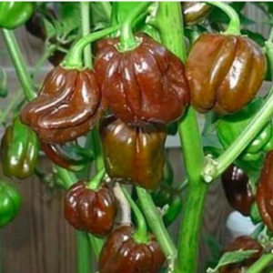 Gói 5 hạt giống ớt Habanero socola