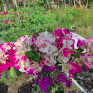 Cây hoa giấy Ấn Độ - giống bông giấy cho hoa đổi màu đặc sắc - size nhỏ