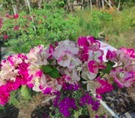 Cây hoa giấy Ấn Độ - giống bông giấy cho hoa đổi màu đặc sắc - size trung