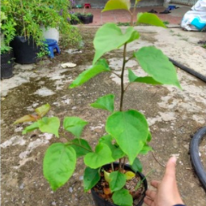 Cây hoa giấy Ấn Độ - giống bông giấy cho hoa đổi màu đặc sắc - size trung