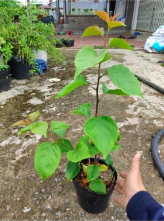 Cây hoa giấy Ấn Độ - giống bông giấy cho hoa đổi màu đặc sắc - size trung