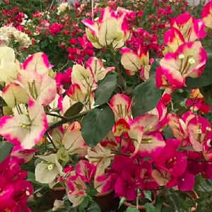 Cây hoa giấy Ấn Độ - giống bông giấy cho hoa đổi màu đặc sắc - size trung