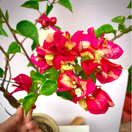 Cây hoa giấy Ấn Độ - giống bông giấy cho hoa đổi màu đặc sắc - size trung