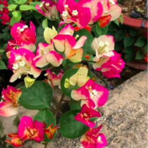 Cây hoa giấy Ấn Độ - giống bông giấy cho hoa đổi màu đặc sắc - size trung