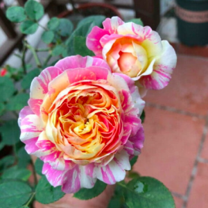 Cây giống hoa hồng ngoại Claude Monet, giao cây ổn định sắp hoa