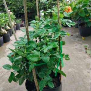 Cây giống hoa hồng ngoại Claude Monet, giao cây ổn định sắp hoa