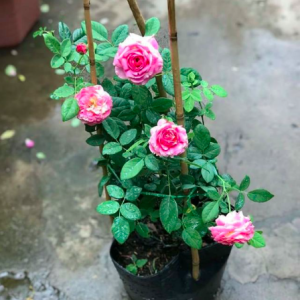 Cây giống hoa hồng ngoại Claude Monet, giao cây ổn định sắp hoa