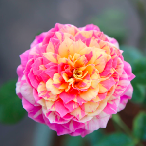 Cây giống hoa hồng ngoại Claude Monet, giao cây ổn định sắp hoa