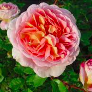Cây giống Hồng ngoại Abraham Darby Rose - dòng hoa hồng leo cho hoa thơm nồng nàn