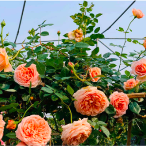 Cây giống Hồng ngoại Abraham Darby Rose - dòng hoa hồng leo cho hoa thơm nồng nàn