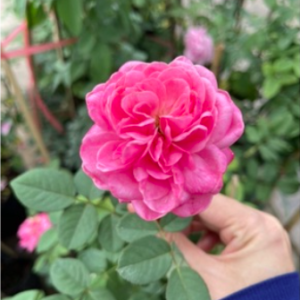 Cây Hồng nhật Dream Light cho hoa thơm màu hồng phấn rất đẹp