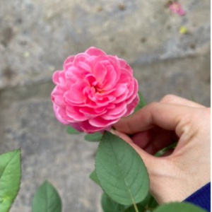 Cây Hồng nhật Dream Light cho hoa thơm màu hồng phấn rất đẹp