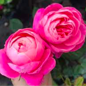 Cây Hồng nhật Dream Light cho hoa thơm màu hồng phấn rất đẹp