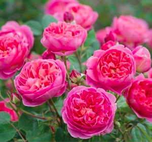 Cây Hồng nhật Dream Light cho hoa thơm màu hồng phấn rất đẹp