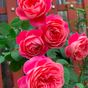 Cây Hồng nhật Dream Light cho hoa thơm màu hồng phấn rất đẹp