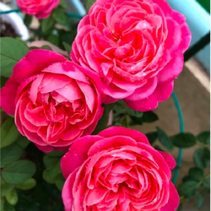 Cây Hồng nhật Dream Light cho hoa thơm màu hồng phấn rất đẹp